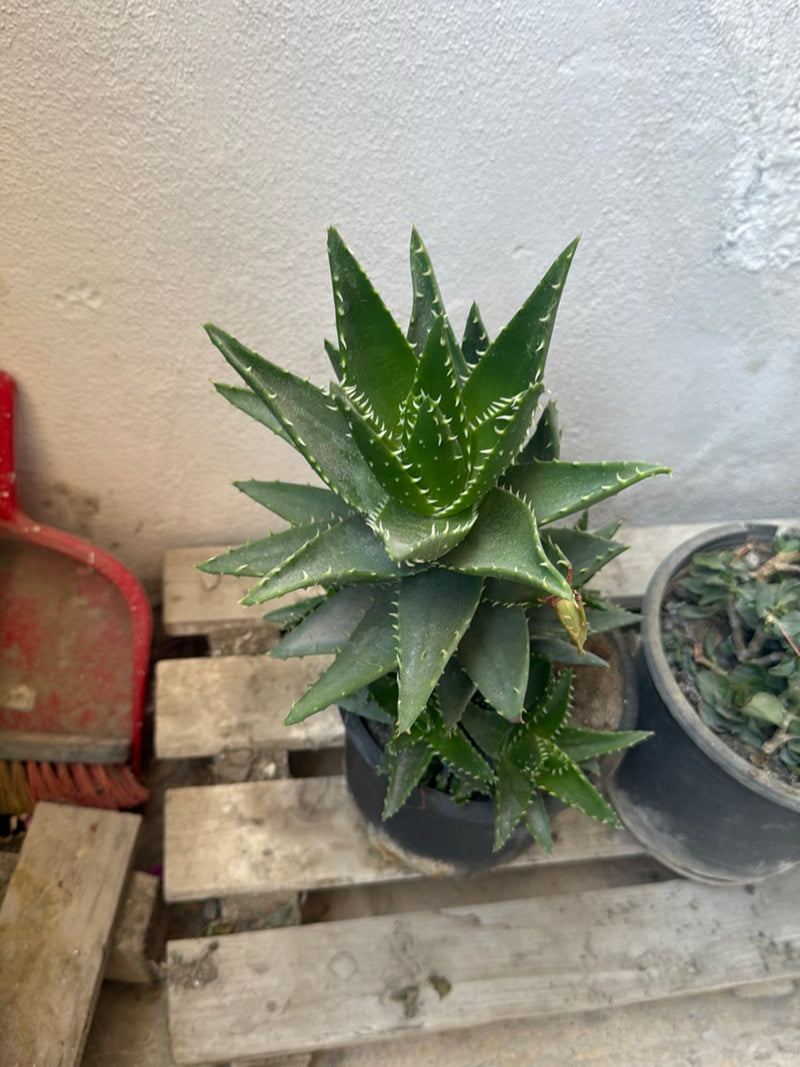 Aloe tigre — foto 3 di 3