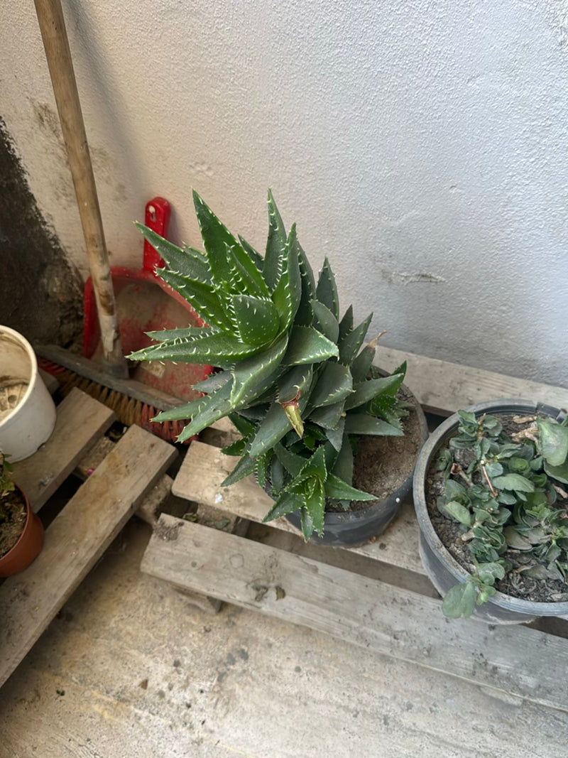 Aloe tigre — foto 2 di 3