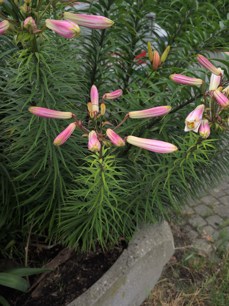Giglio rospo — Bild 2