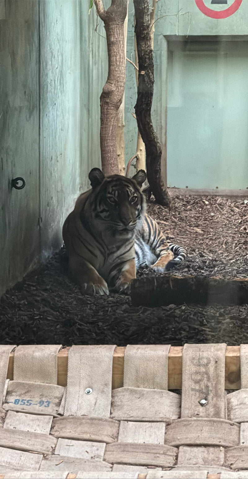 tigre — Bild 1