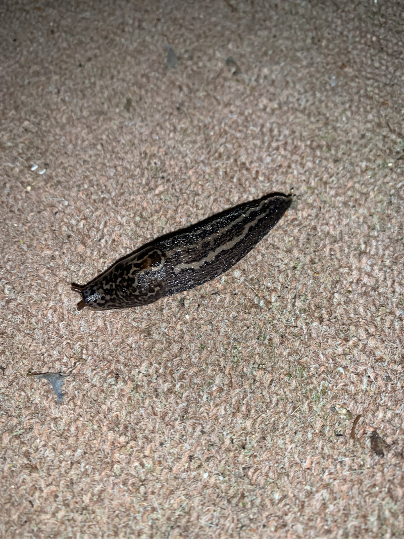 Lumaca tigre Limax Maximus — Bild 2