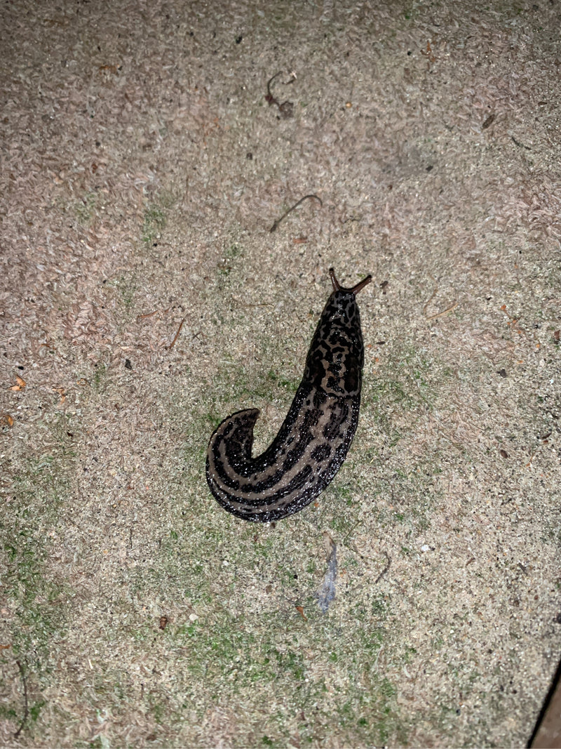 Lumaca tigre Limax Maximus — Bild 1