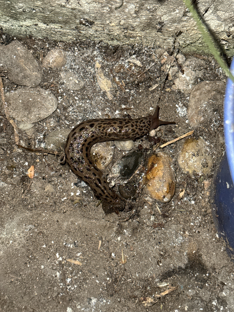 Lumaca tigre Limax Maximus — foto 3 di 21