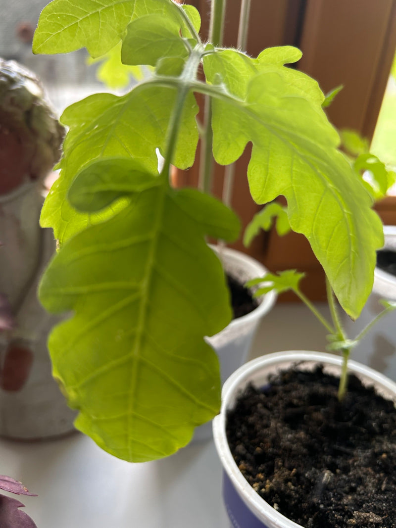 Pomodori — Bild 1