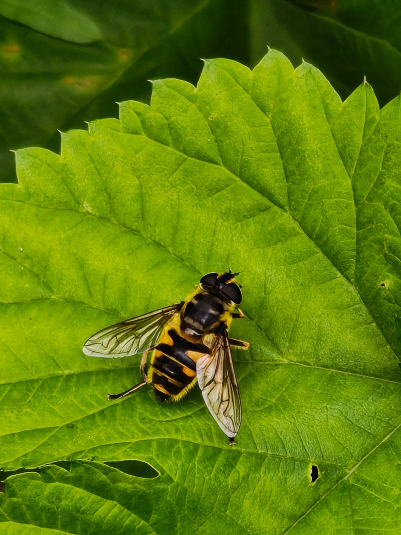 Hoverfly del cranio — Bild 1