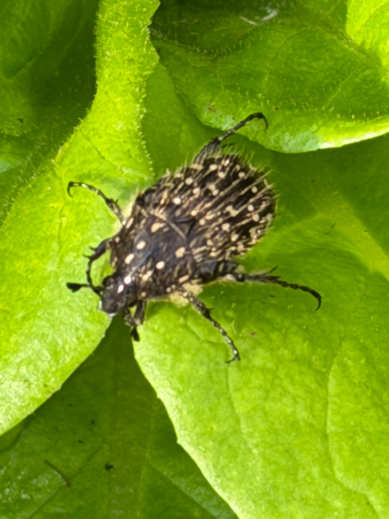 Scarabeo rosa in lutto — Bild 1