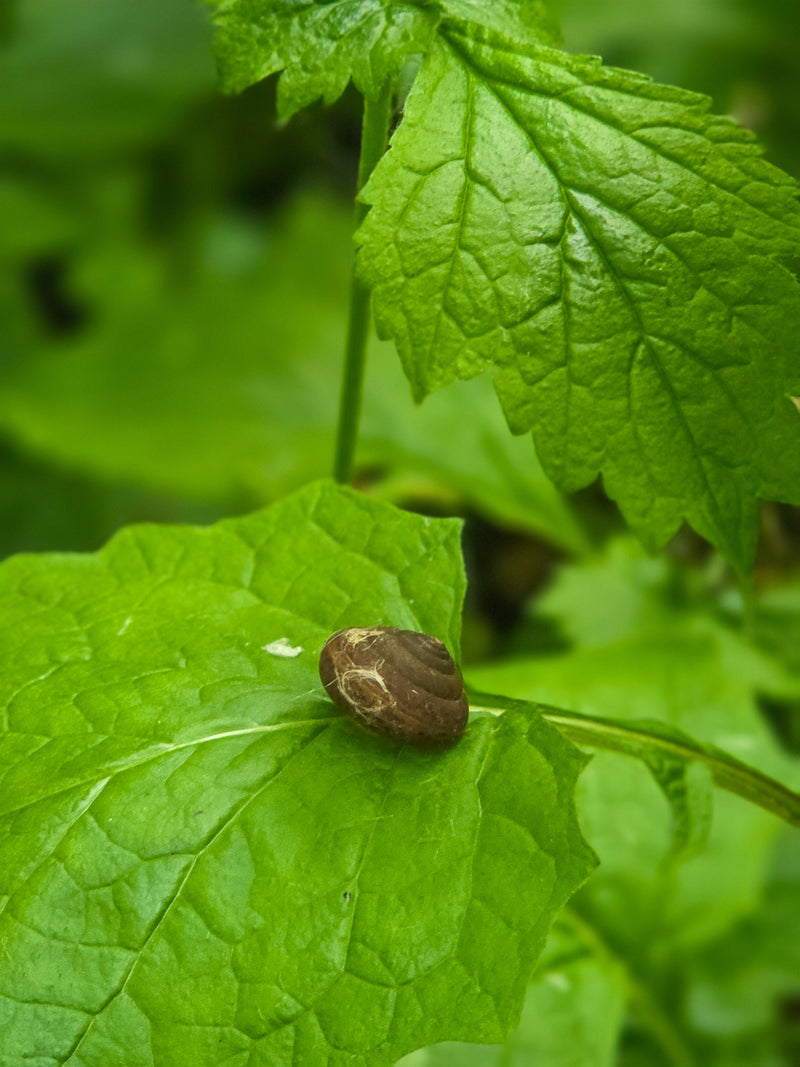 Una piccola conchiglia di lumaca marrone riposa su una foglia verde brillante.