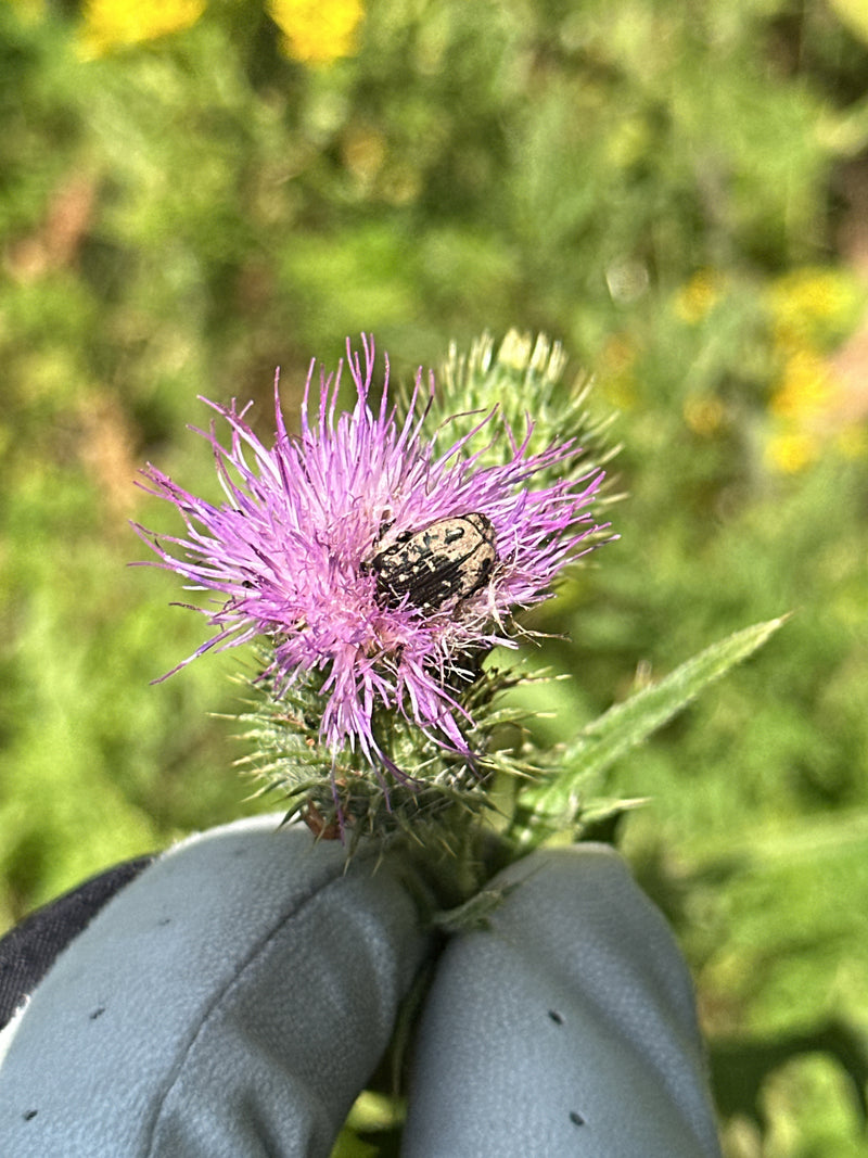 Un cetonio funesto è posato su un fiore di cardo viola. Lo scatto mostra l'insetto dall'alto nel suo ambiente naturale.