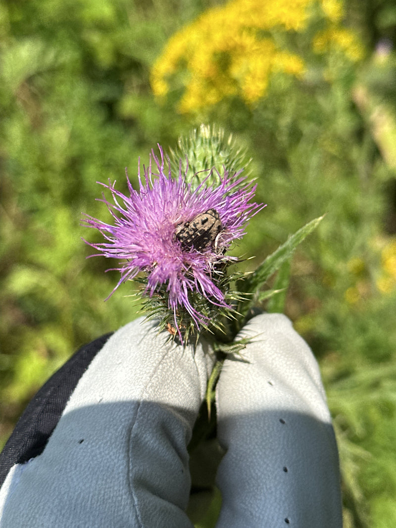 Un coleottero cetonia funesta è seduto su un fiore di cardo rosa. Il fiore è tenuto da una mano guantata.