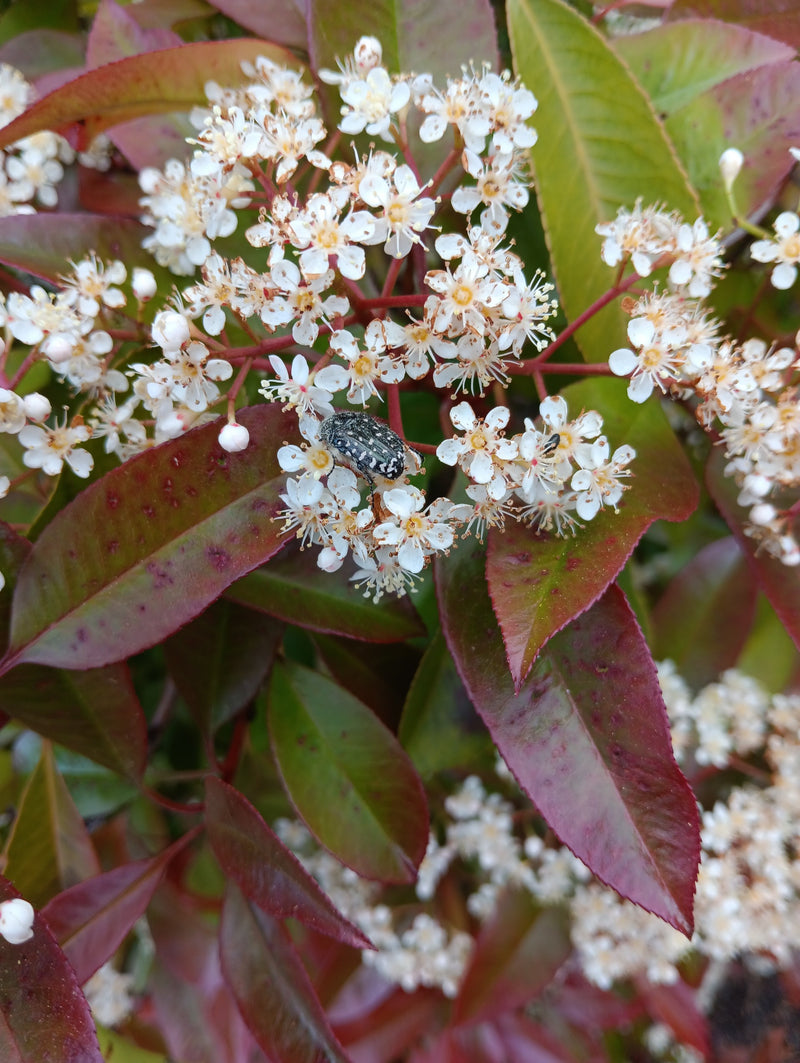 Un cetonioide si trova sui fiori bianchi di una fotinia e si nutre delle parti floreali. L'insetto è chiaramente visibile.