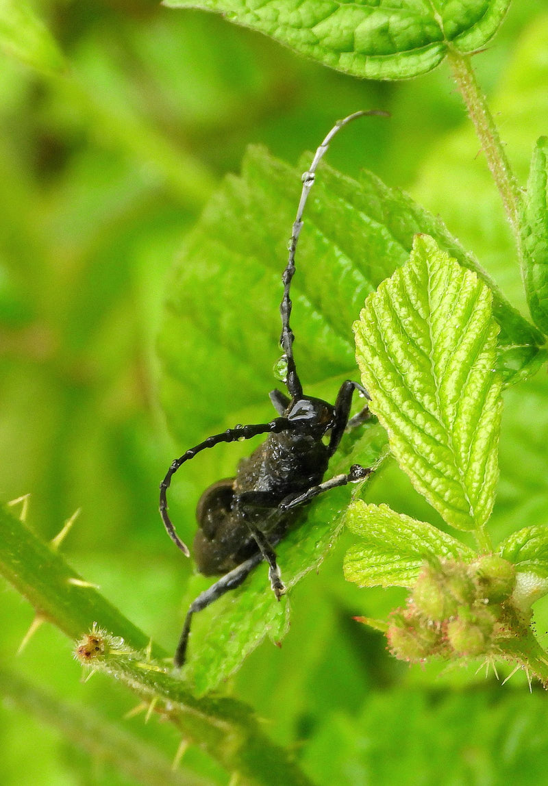 Un longicorno si trova su una foglia verde tra gli steli delle piante. Le sue caratteristiche antenne lunghe sono ben visibili.