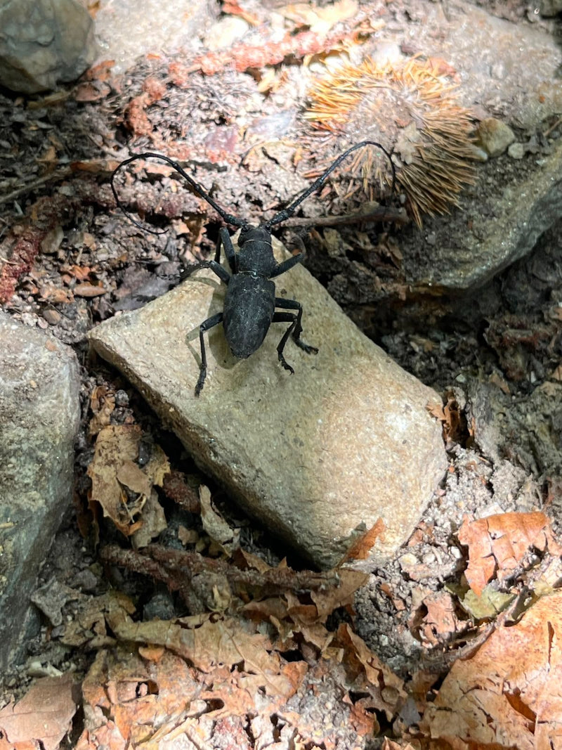 L'immagine mostra un cerambicide Aegomorphus clavipes con le sue tipiche lunghe antenne, posato su una piccola pietra sul terreno del bosco.