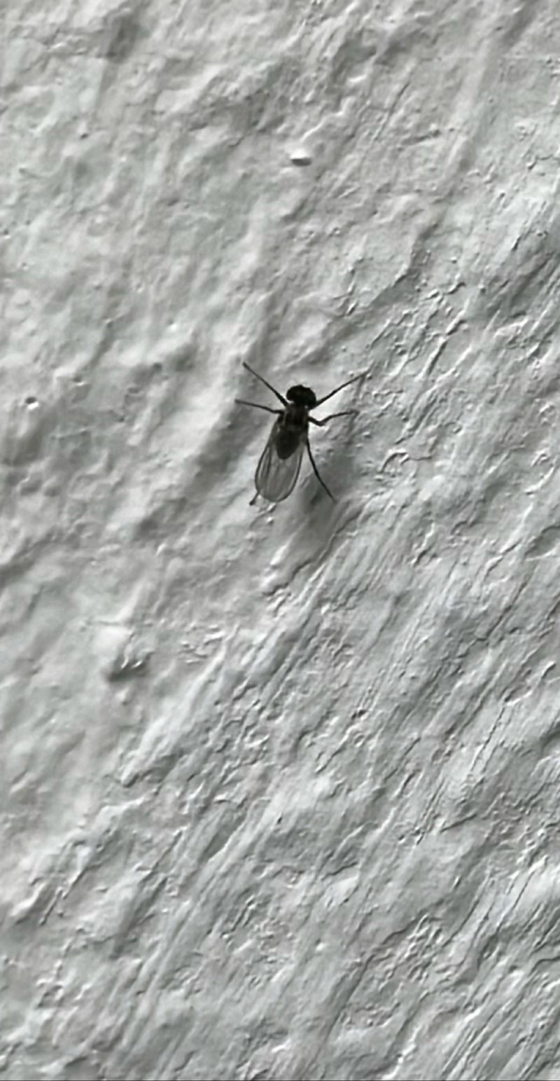 L'immagine mostra un piccolo sciaride posato su un muro chiaro e strutturato. L'insetto mostra chiaramente le sue ali e zampe scure.
