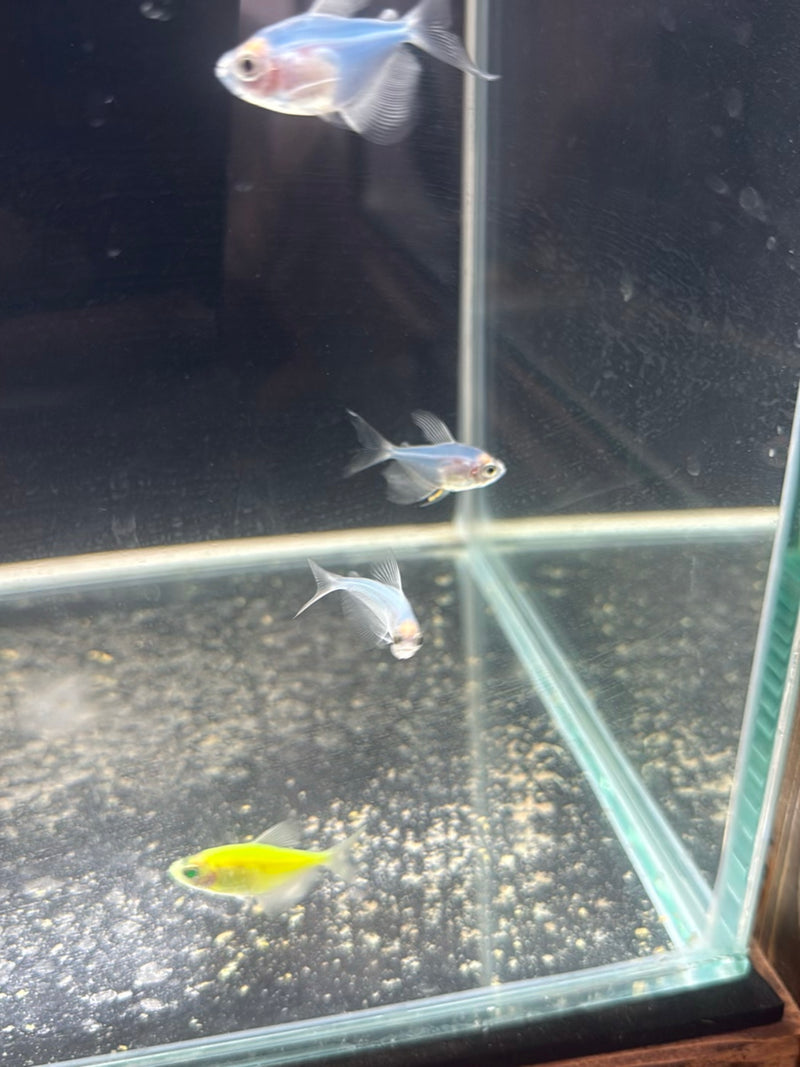 Mantello da lutto tetra — Bild 2