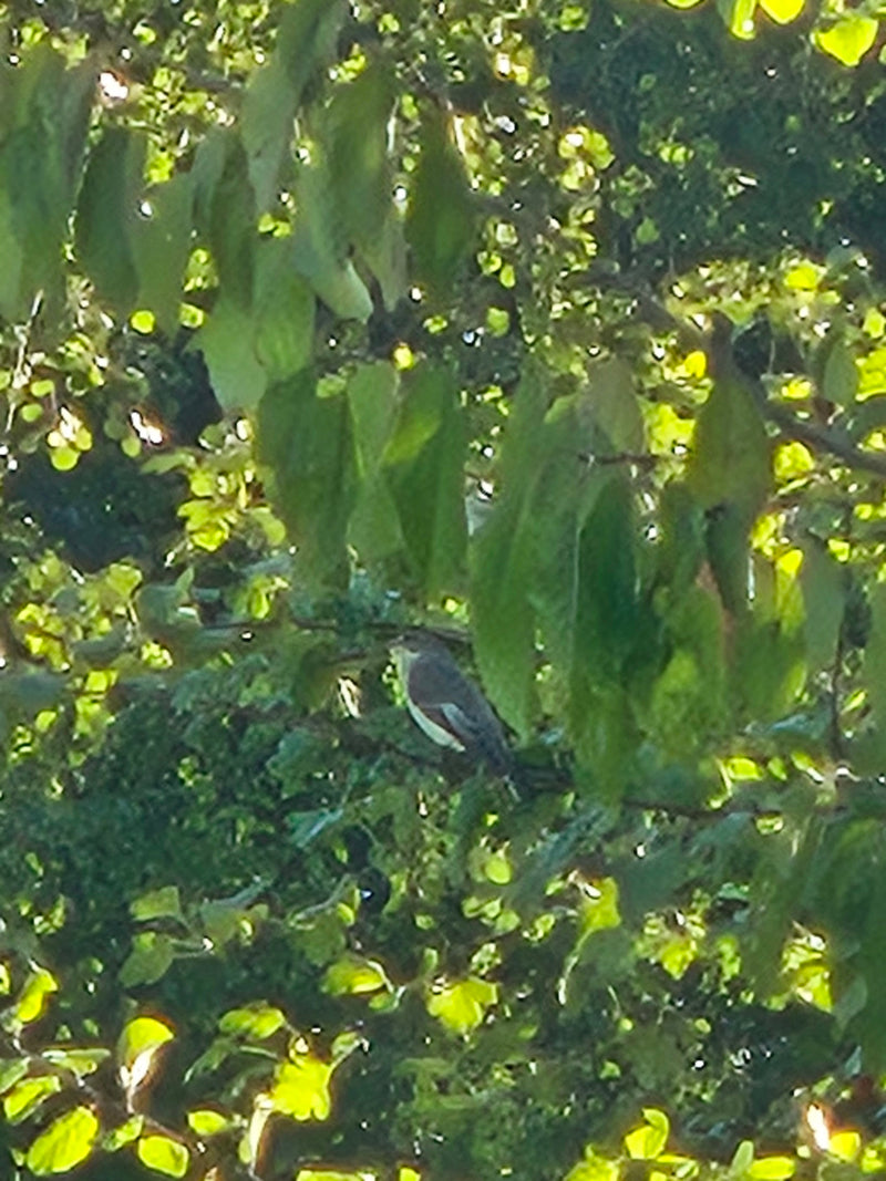 Una balia nera è ben mimetizzata tra le foglie verdi di un albero. L'uccello è visibile solo vagamente attraverso il fogliame denso.