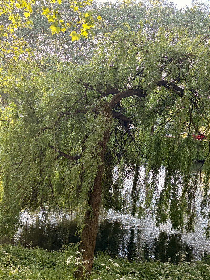 L'immagine mostra un grande salice piangente con i suoi caratteristici rami pendenti. L'albero si trova sulla riva di uno specchio d'acqua.