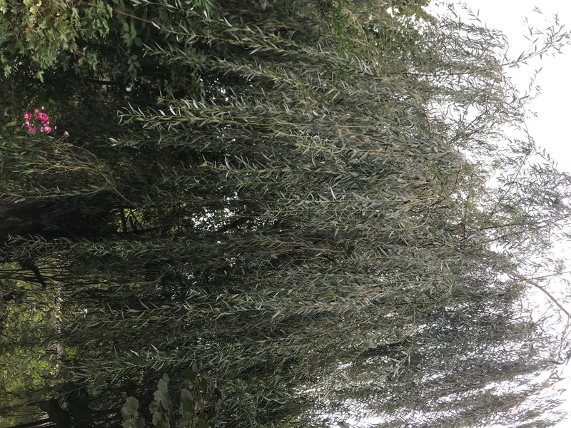 L'immagine mostra un grande albero deciduo con tipici rami pendenti e foglie strette. È un salice piangente all'aperto.