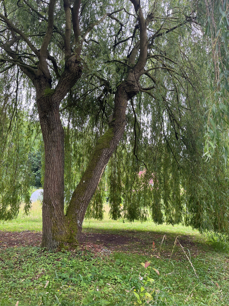 Si vede un salice piangente maturo con un tronco robusto e rami tipicamente pendenti. L'albero si trova su un prato aperto.