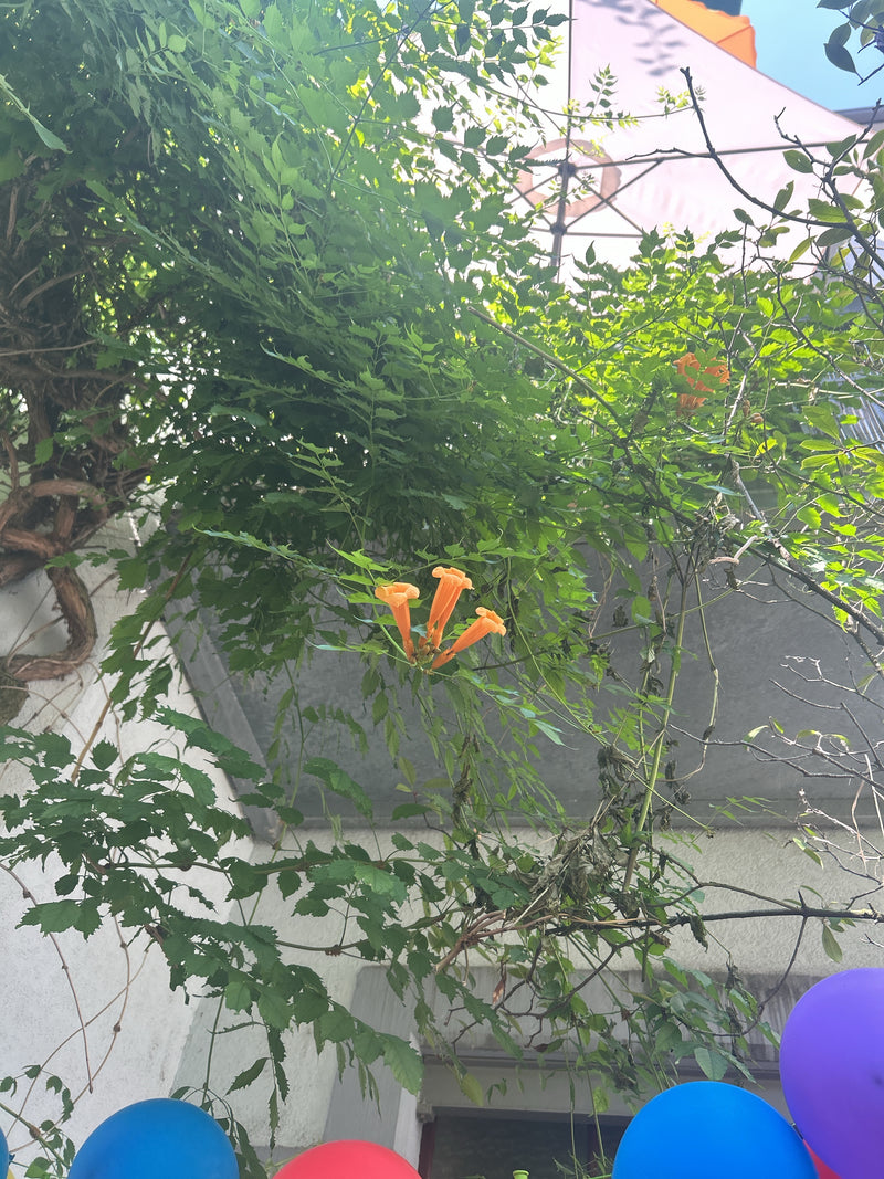Fiore di tromba — Bild 1