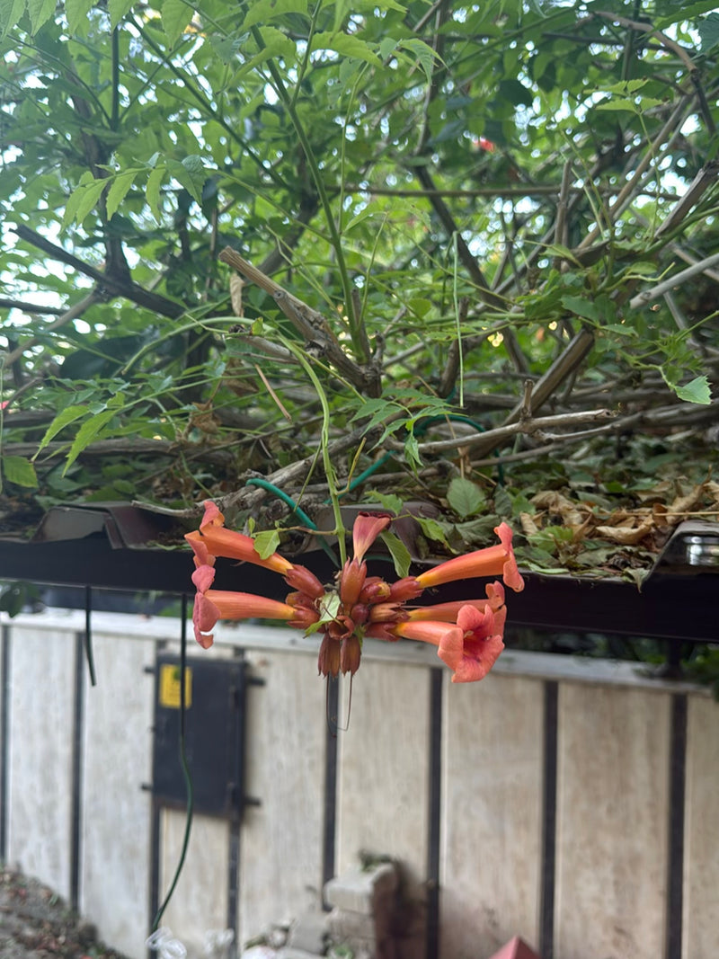 Sono visibili i caratteristici fiori rosso-arancio a forma di imbuto e le foglie verdi di un bignonio. Pendono dai rami davanti a un muro chiaro.