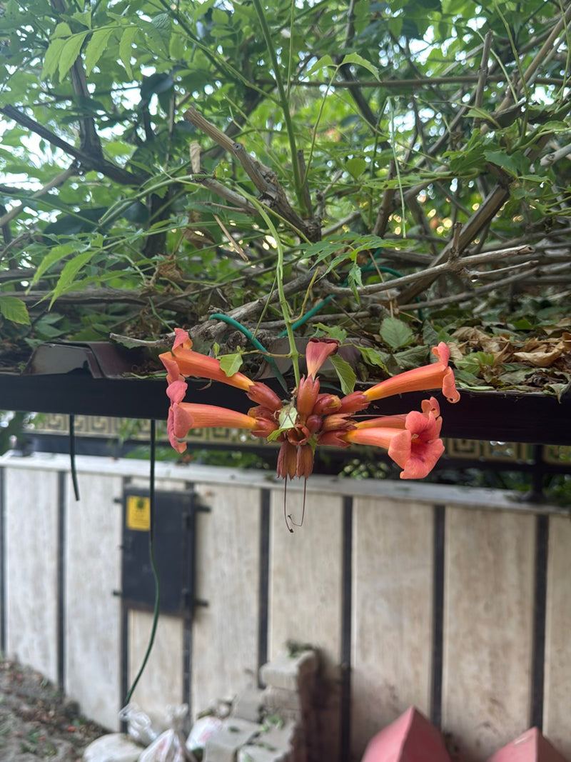 Sono visibili i caratteristici fiori arancioni-rossi della bignonia davanti a un muro chiaro e rami. I fiori a forma di imbuto pendono verso il basso.