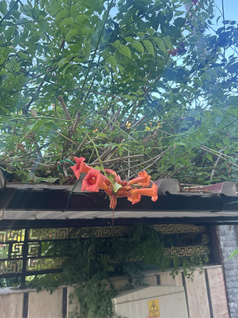 Sono visibili i caratteristici fiori rosso-arancio e le foglie verdi di una bignonia. La pianta si arrampica su una sporgenza del tetto.