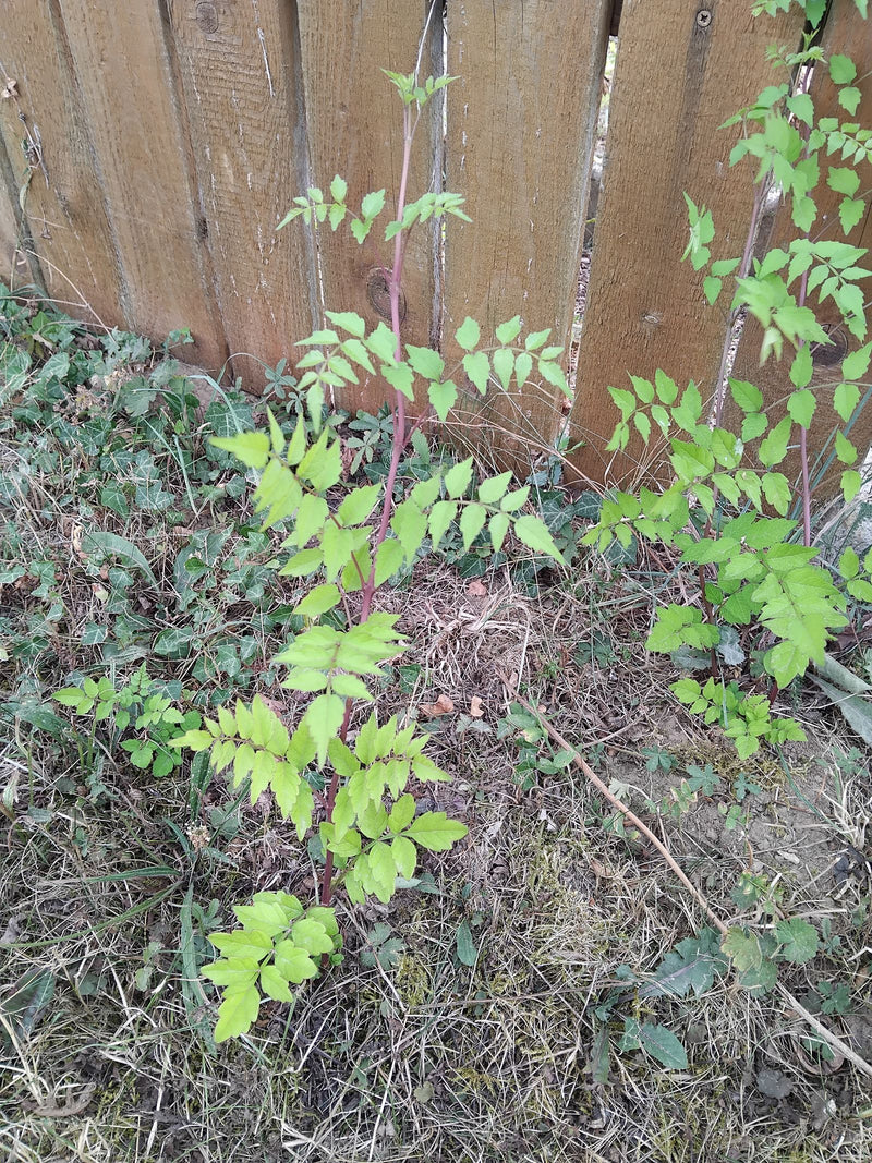 Giovani germogli di una bignonia crescono lungo una staccionata di legno in giardino.