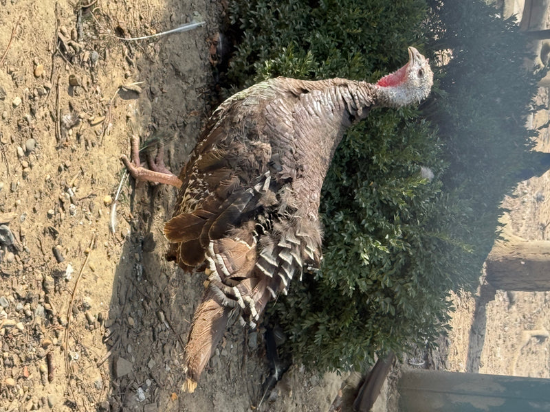 Un tacchino è in piedi con la testa sollevata su un terreno sterrato accanto a un fitto cespuglio.