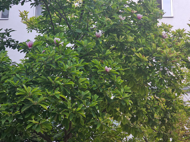 Magnolia dei tulipani — Bild 1