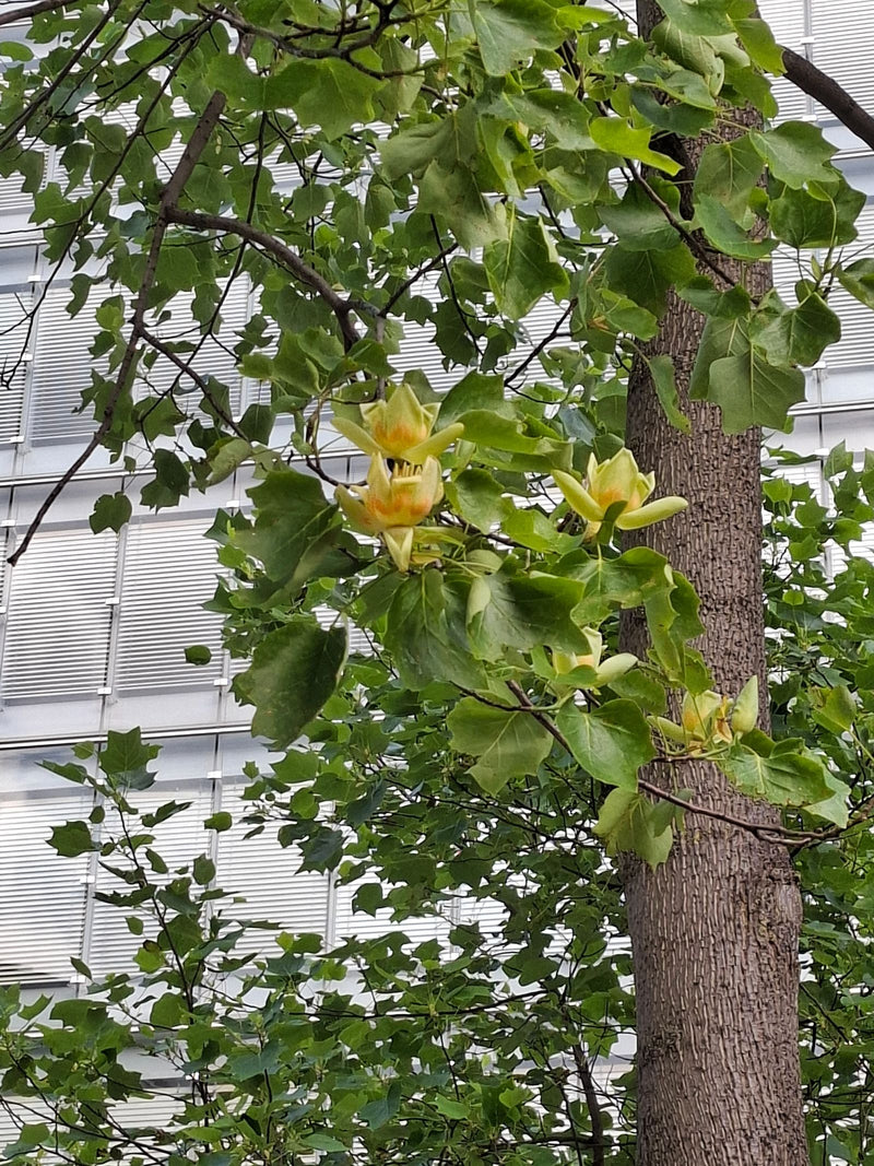 Albero dei tulipani — Bild 1