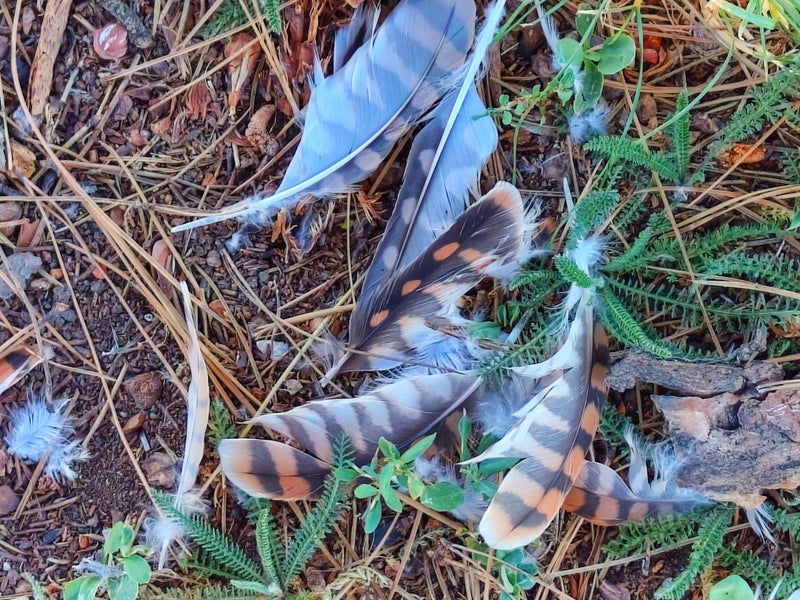 Diverse piume dal pattern caratteristico di un gheppio giacciono sul terreno della foresta. L'immagine mostra la tipica colorazione e i disegni del piumaggio.