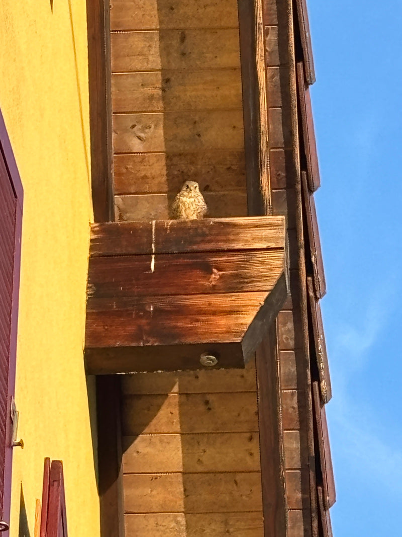 Un gheppio comune siede su una struttura in legno sporgente sul muro di una casa. L'uccello guarda avanti con attenzione.