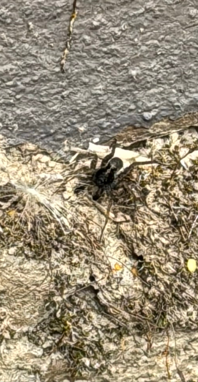 L'immagine mostra un licoside posato su una superficie strutturata. Il ragno è chiaramente riconoscibile dall'alto.