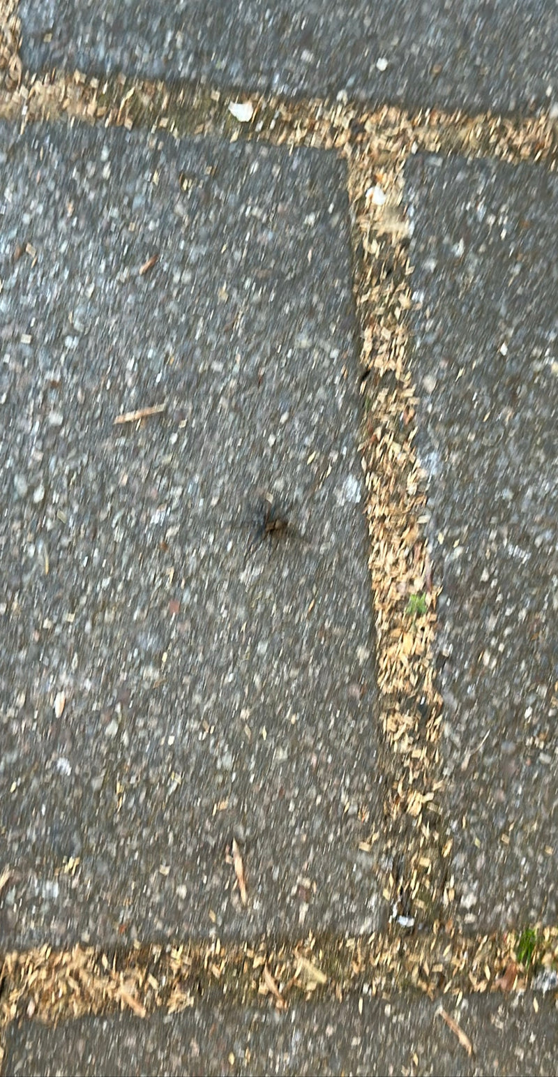 L'immagine mostra un Pardosa amentata su un terreno lastricato. Lo scatto è molto sfocato.