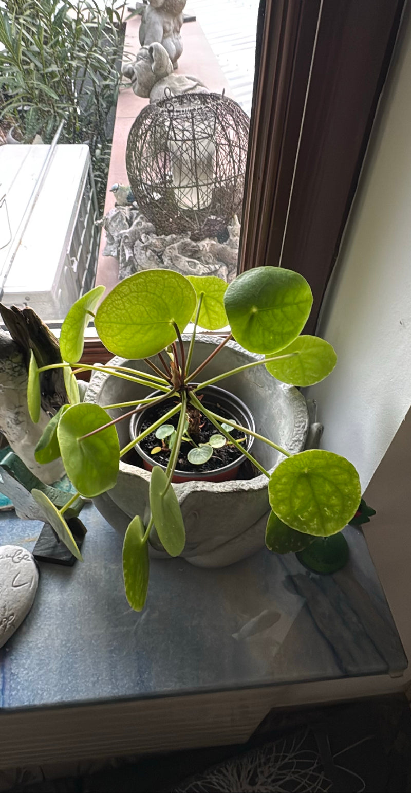 Impianto UFO — Bild 1