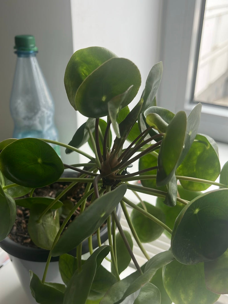 Si vede una pianta delle monete cinese in un vaso di fiori con le sue caratteristiche foglie rotonde. La pianta è all'interno vicino a una finestra.