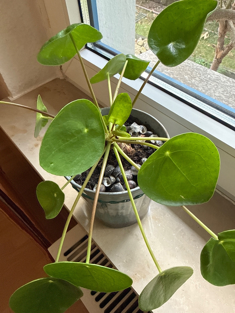 Si vede una pianta delle monete cinese in un vaso di fiori posizionato su un davanzale luminoso. Le foglie rotonde e i lunghi steli tipici della pianta sono ...