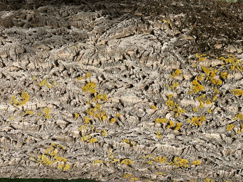 Un primo piano della corteccia fessurata e sugherosa di un tronco di olmo con licheni gialli.