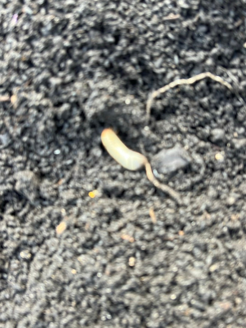 Pianta indeterminata (zolla radicale) — Bild 1