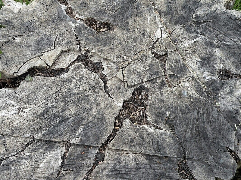 Pianta indeterminata (zolla radicale) — Bild 2