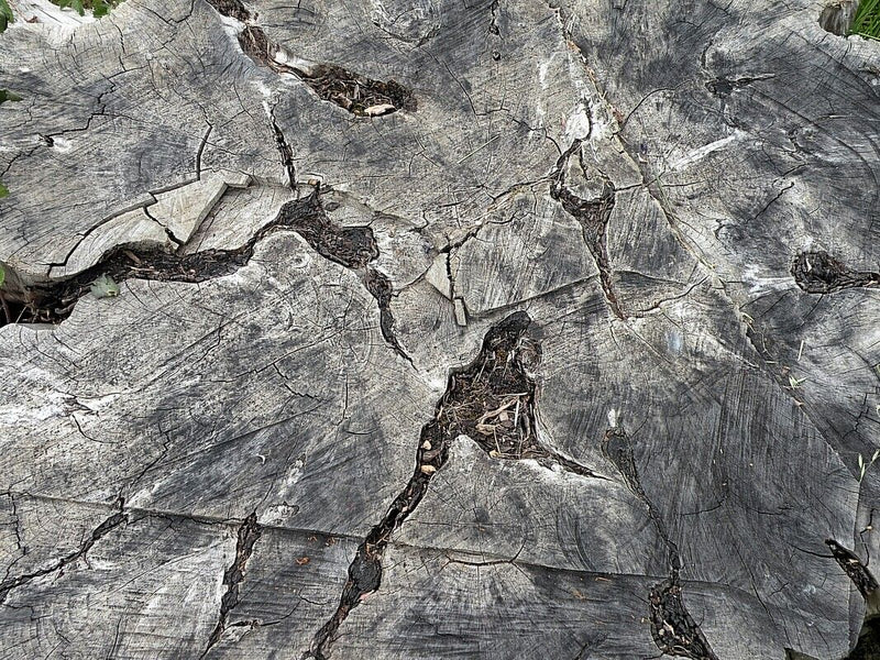Pianta indeterminata (zolla radicale) — Bild 3