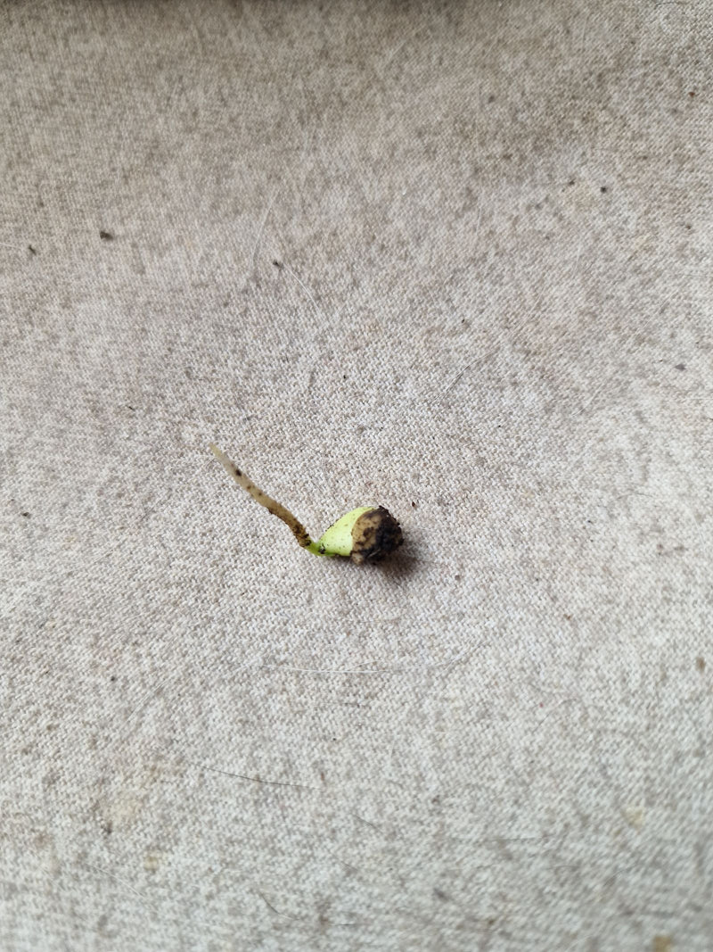 Pianta indeterminata (zolla radicale) — Bild 5