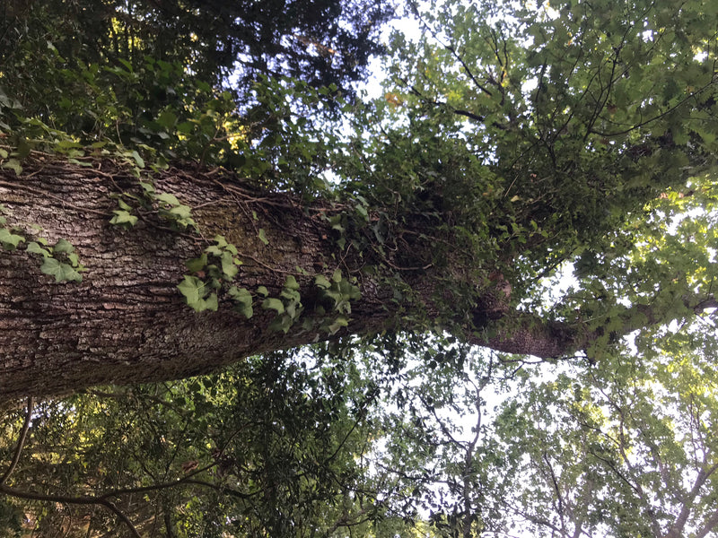 Ungarische Eiche — foto 2 di 2