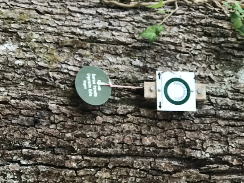 Ungarische Eiche — foto 1 di 2