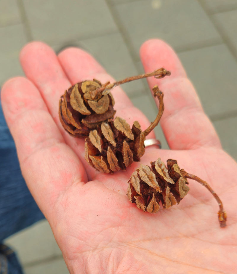 Sequoia primordiale — Bild 2