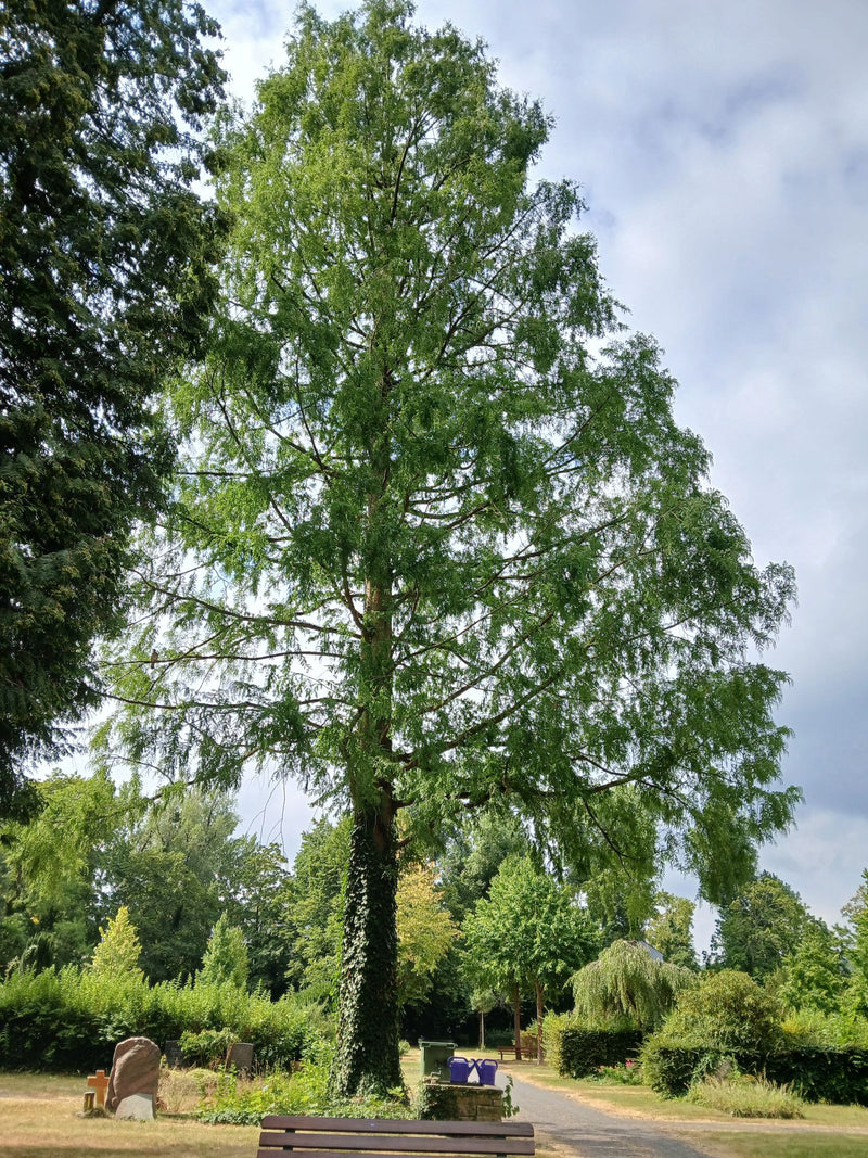 Sequoia primordiale — foto 2 di 17
