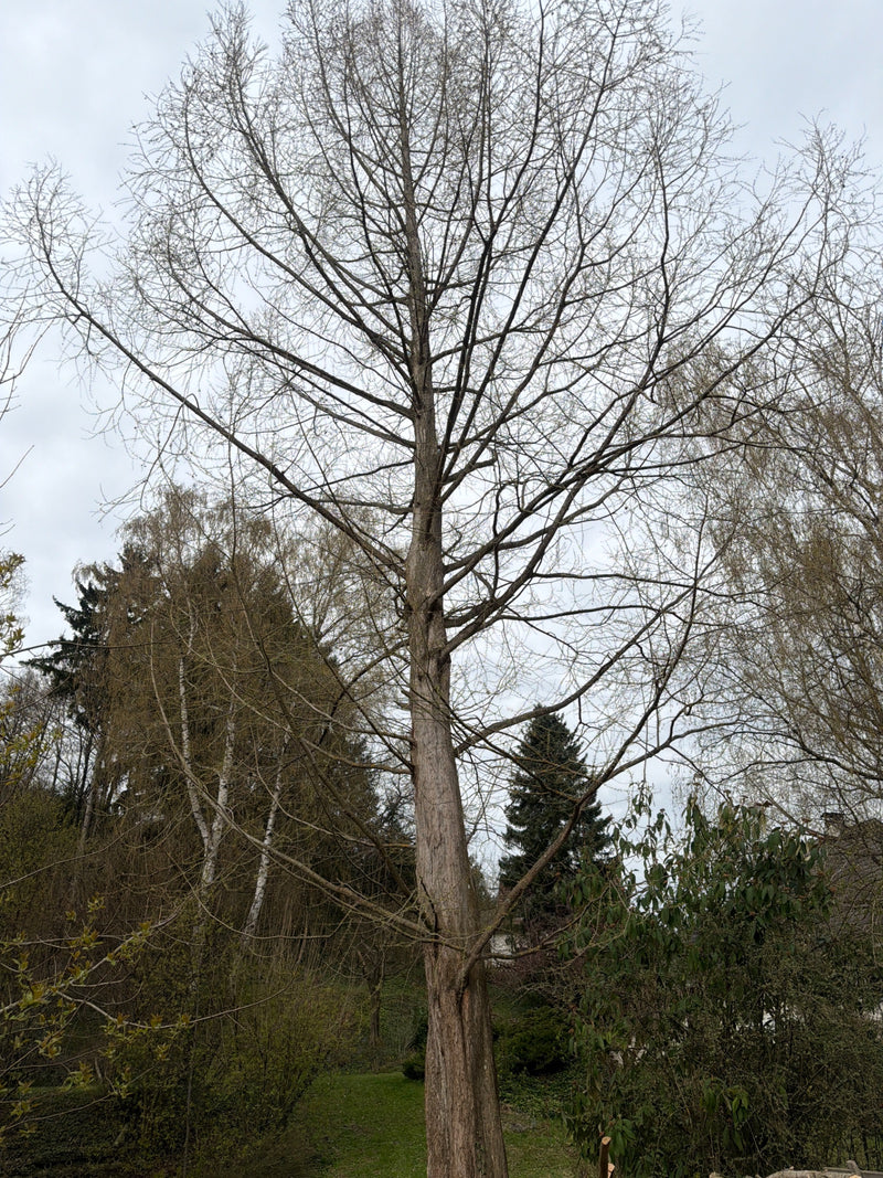 Sequoia primordiale — Bild 1