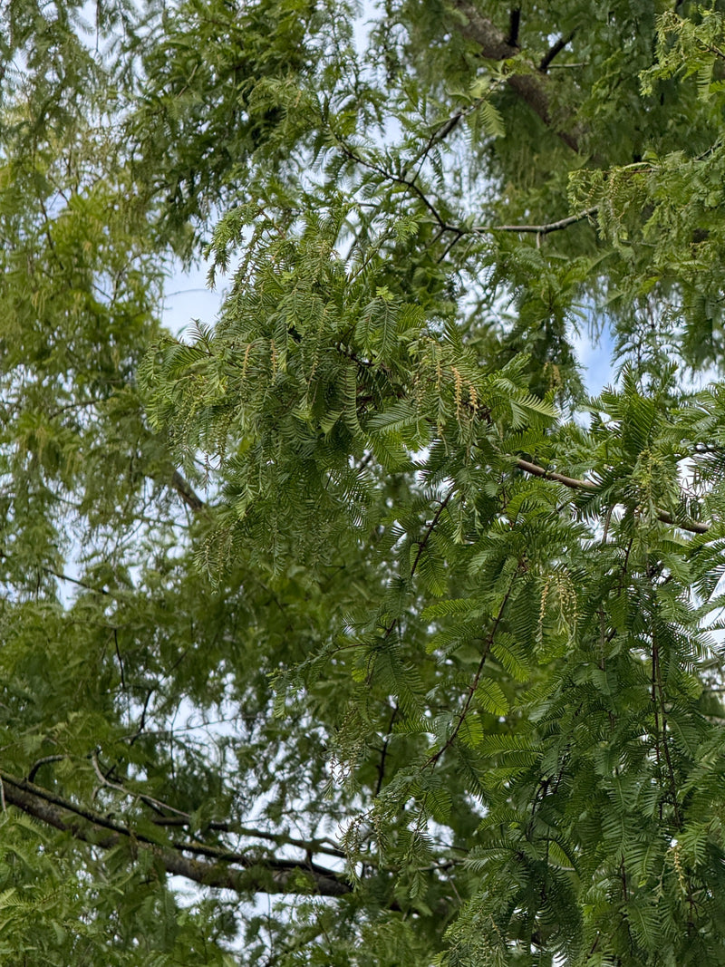 Sono visibili gli aghi e i rami caratteristici e disposti in modo opposto di una sequoia della Cina, fotografati su un cielo luminoso.