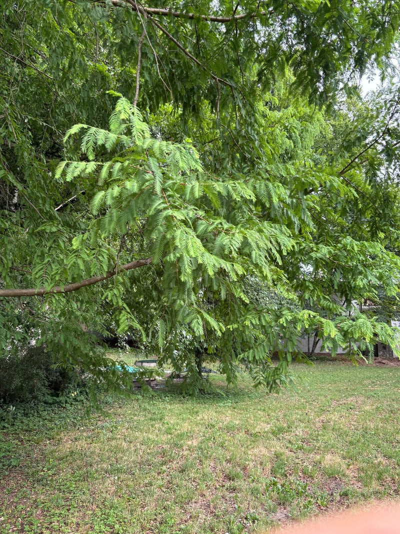 L'immagine mostra i rami e gli aghi verde chiaro caratteristici di una metasequoia sospesi su un prato.