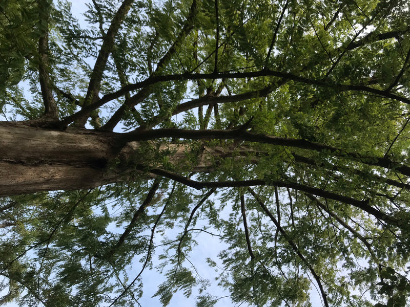 Si vede il tronco e la chioma espansa di una sequoia dell'alba vista dal basso. Gli aghi fini e la corteccia caratteristica sono chiaramente visibili.